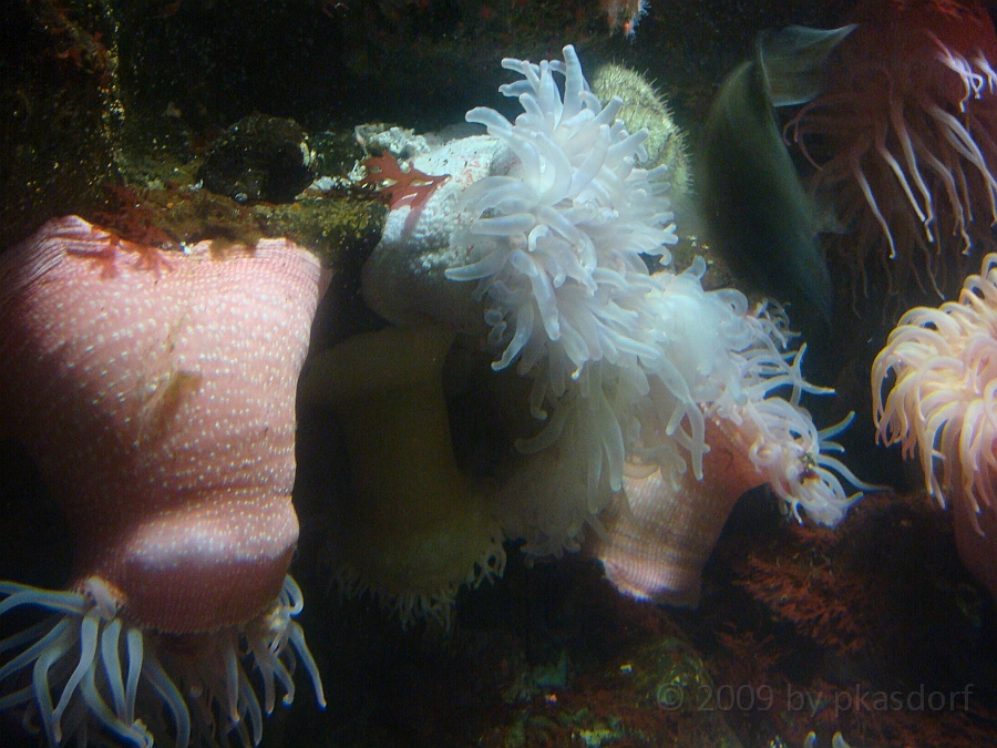 Baltimore [2009 July 02] 248.JPG - Scenes from Baltimore's Inner Harbor.